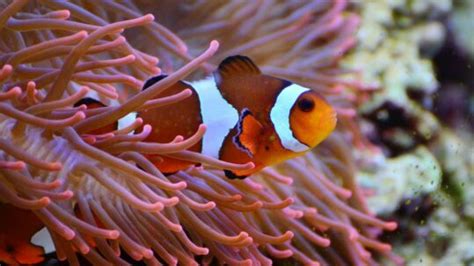 養魚|第一次養魚入門 新手飼養教學 – 寵物百科